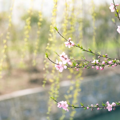 Makroaufnahme von rosa Blüten vor Goldregen