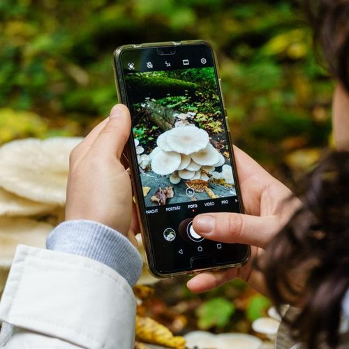 Person hält Handy und fotografiert Pilze auf Waldboden