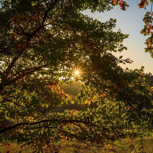 Laubbaum vor tiefer Sonne